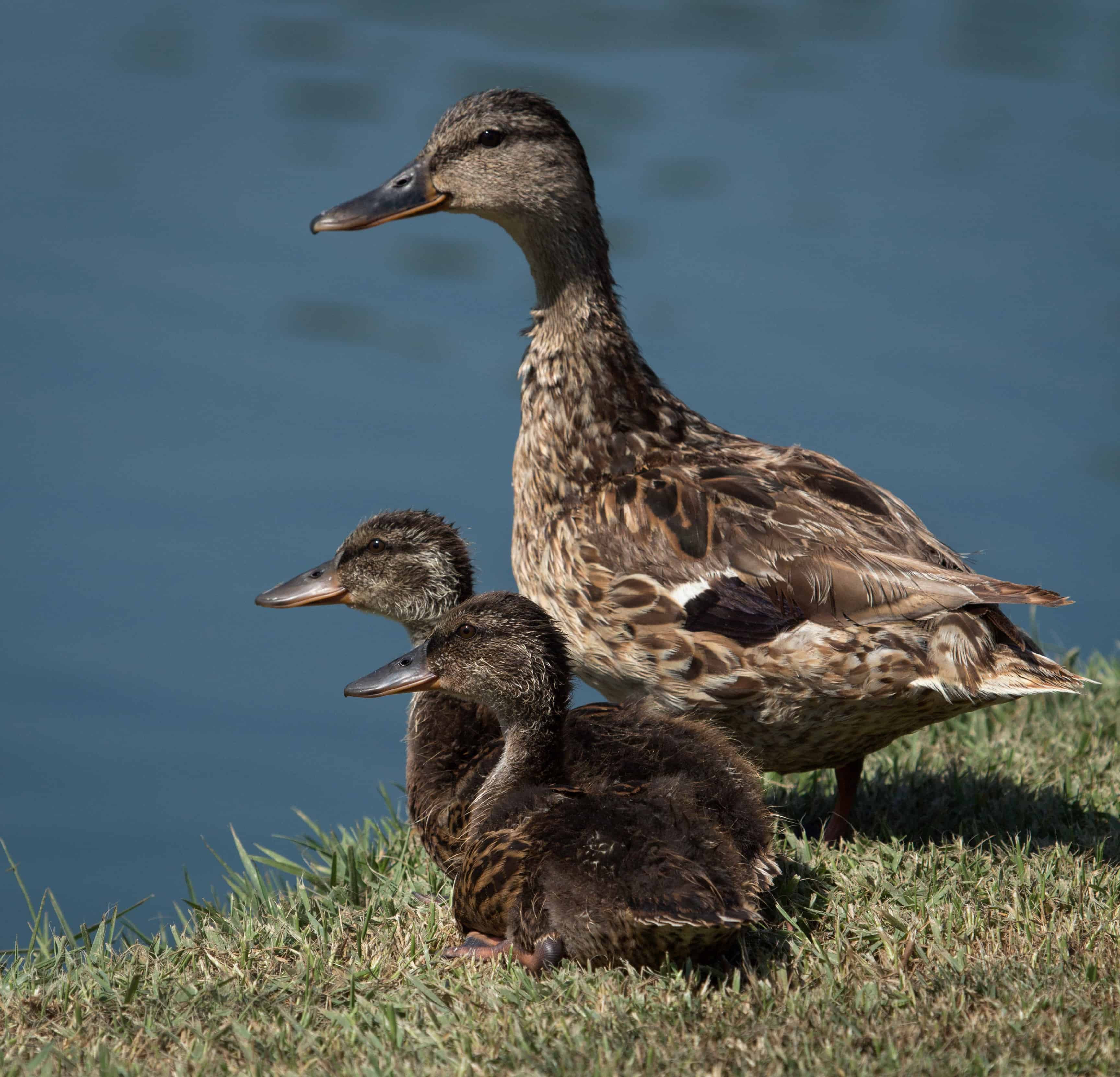 Duck family 18th tee 1