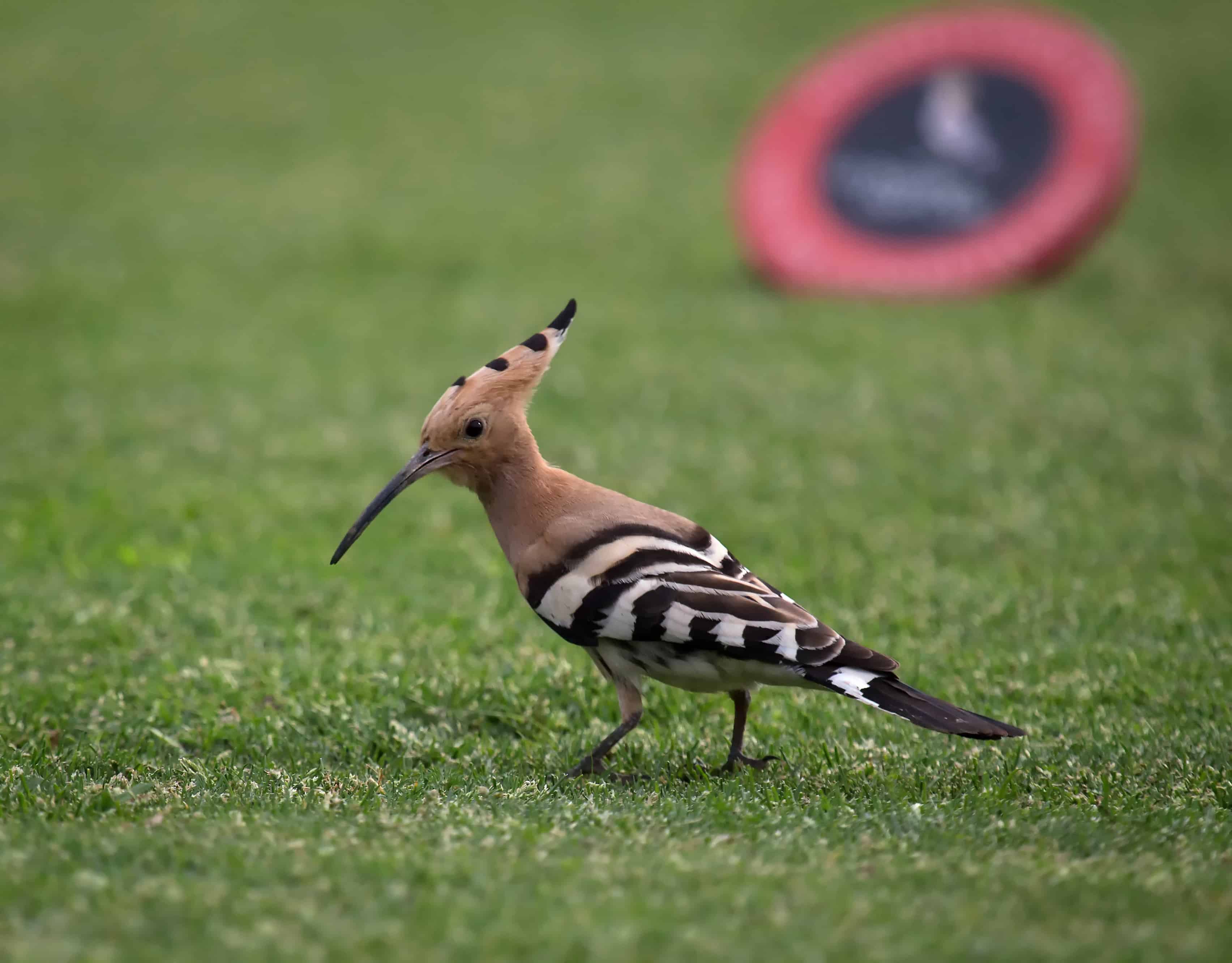 Hoopoe 16th tee