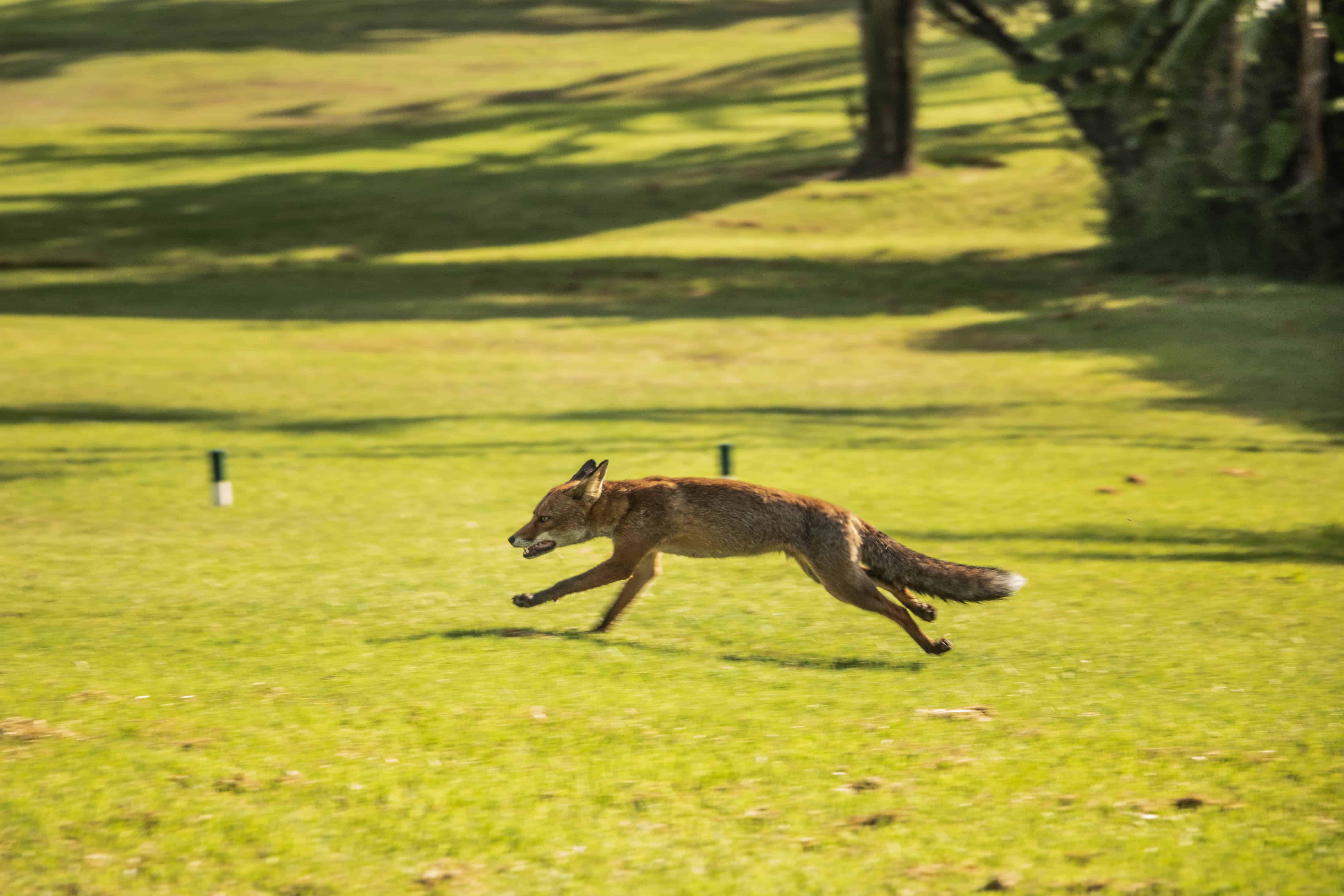 Wily visitor strolling the 18th
